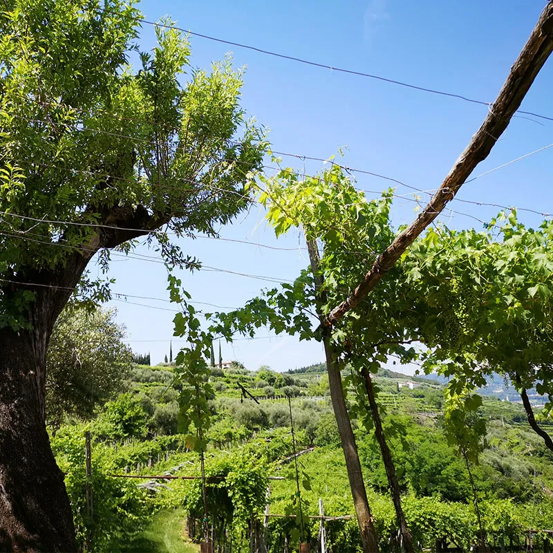 Cantina Mizzon - Il Territorio